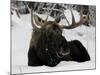 Bull Moose with Christmas Lights Tangled in its Antlers Rests in a Field in Anchorage, Alaska-null-Mounted Photographic Print