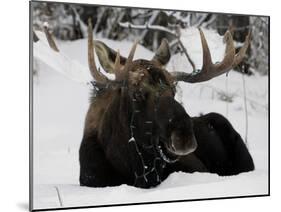 Bull Moose with Christmas Lights Tangled in its Antlers Rests in a Field in Anchorage, Alaska-null-Mounted Photographic Print