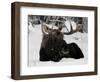 Bull Moose with Christmas Lights Tangled in its Antlers Rests in a Field in Anchorage, Alaska-null-Framed Photographic Print