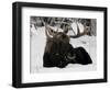 Bull Moose with Christmas Lights Tangled in its Antlers Rests in a Field in Anchorage, Alaska-null-Framed Photographic Print