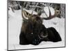 Bull Moose with Christmas Lights Tangled in its Antlers Rests in a Field in Anchorage, Alaska-null-Mounted Photographic Print