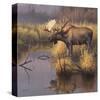 Bull Moose-Greg Alexander-Stretched Canvas