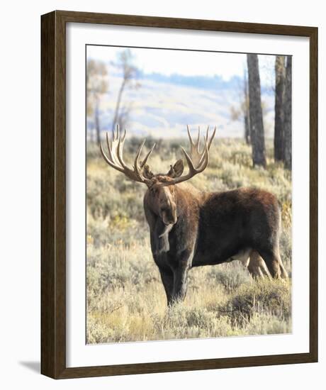 Bull Moose-Wink Gaines-Framed Giclee Print