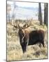 Bull Moose-Wink Gaines-Mounted Giclee Print