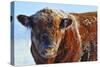 Bull on Ice-Amanda Lee Smith-Stretched Canvas