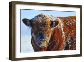 Bull on Ice-Amanda Lee Smith-Framed Photographic Print