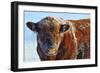 Bull on Ice-Amanda Lee Smith-Framed Photographic Print