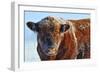 Bull on Ice-Amanda Lee Smith-Framed Photographic Print