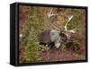 Bull Porcupine Caribou (Grant's Caribou) (Rangifer Tarandus Granti), Denali National Park, Alaska,-James Hager-Framed Stretched Canvas