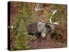 Bull Porcupine Caribou (Grant's Caribou) (Rangifer Tarandus Granti), Denali National Park, Alaska,-James Hager-Stretched Canvas