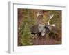 Bull Porcupine Caribou (Grant's Caribou) (Rangifer Tarandus Granti), Denali National Park, Alaska,-James Hager-Framed Premium Photographic Print