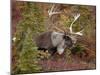 Bull Porcupine Caribou (Grant's Caribou) (Rangifer Tarandus Granti), Denali National Park, Alaska,-James Hager-Mounted Premium Photographic Print