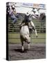 Bull Riding, Utah, USA-null-Stretched Canvas