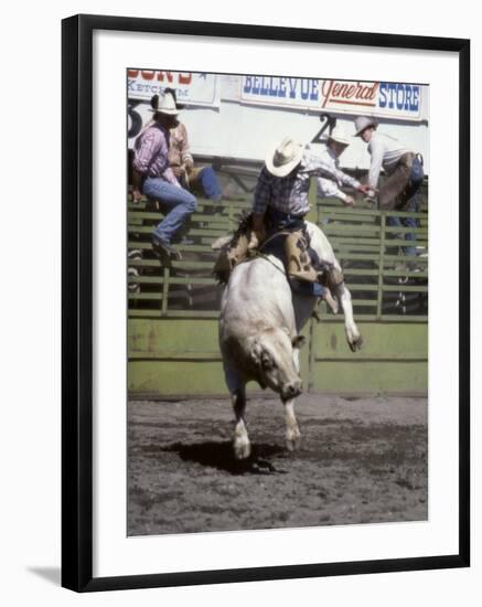 Bull Riding, Utah, USA-null-Framed Premium Photographic Print