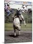 Bull Riding, Utah, USA-null-Mounted Photographic Print