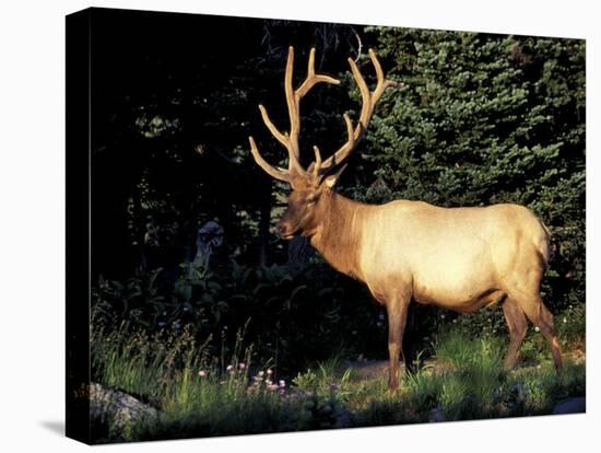 Bull Roosevelt Elk at Sunrise Picnic Area, Mt. Rainier National Park, Washington, USA-Jamie & Judy Wild-Stretched Canvas