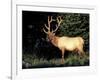 Bull Roosevelt Elk at Sunrise Picnic Area, Mt. Rainier National Park, Washington, USA-Jamie & Judy Wild-Framed Photographic Print