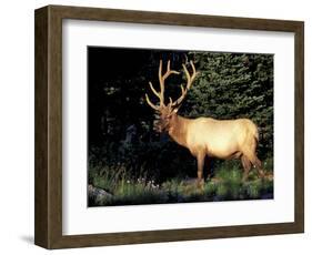 Bull Roosevelt Elk at Sunrise Picnic Area, Mt. Rainier National Park, Washington, USA-Jamie & Judy Wild-Framed Photographic Print