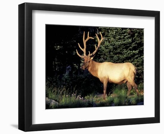 Bull Roosevelt Elk at Sunrise Picnic Area, Mt. Rainier National Park, Washington, USA-Jamie & Judy Wild-Framed Photographic Print