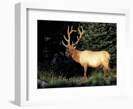 Bull Roosevelt Elk at Sunrise Picnic Area, Mt. Rainier National Park, Washington, USA-Jamie & Judy Wild-Framed Photographic Print