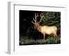 Bull Roosevelt Elk at Sunrise Picnic Area, Mt. Rainier National Park, Washington, USA-Jamie & Judy Wild-Framed Photographic Print