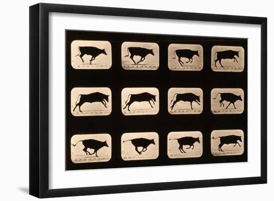 Bull, Running, Irregular from 'Animal Locomotion' Series, C.1881-Eadweard Muybridge-Framed Premium Giclee Print