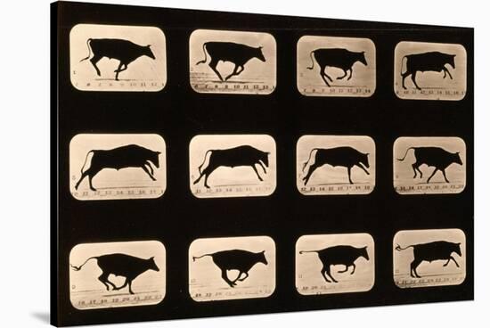 Bull, Running, Irregular from 'Animal Locomotion' Series, C.1881-Eadweard Muybridge-Stretched Canvas