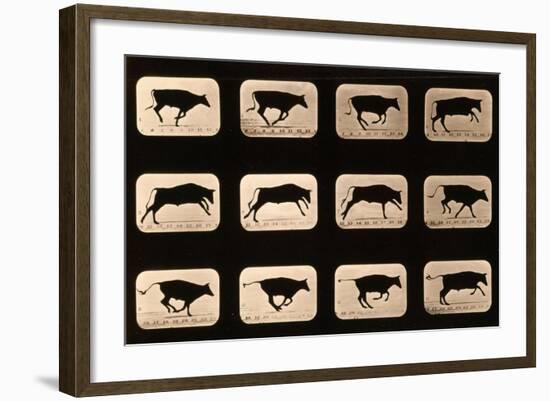 Bull, Running, Irregular from 'Animal Locomotion' Series, C.1881-Eadweard Muybridge-Framed Giclee Print