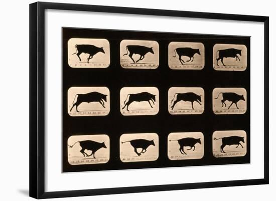 Bull, Running, Irregular from 'Animal Locomotion' Series, C.1881-Eadweard Muybridge-Framed Giclee Print