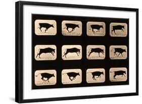 Bull, Running, Irregular from 'Animal Locomotion' Series, C.1881-Eadweard Muybridge-Framed Giclee Print