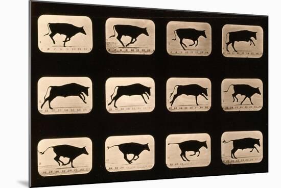 Bull, Running, Irregular from 'Animal Locomotion' Series, C.1881-Eadweard Muybridge-Mounted Giclee Print