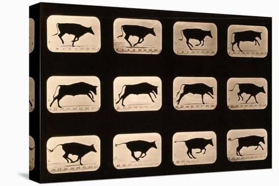 Bull, Running, Irregular from 'Animal Locomotion' Series, C.1881-Eadweard Muybridge-Stretched Canvas