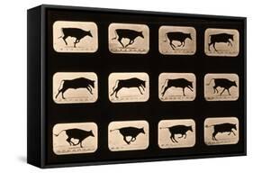 Bull, Running, Irregular from 'Animal Locomotion' Series, C.1881-Eadweard Muybridge-Framed Stretched Canvas