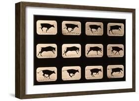 Bull, Running, Irregular from 'Animal Locomotion' Series, C.1881-Eadweard Muybridge-Framed Giclee Print