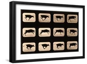 Bull, Running, Irregular from 'Animal Locomotion' Series, C.1881-Eadweard Muybridge-Framed Giclee Print