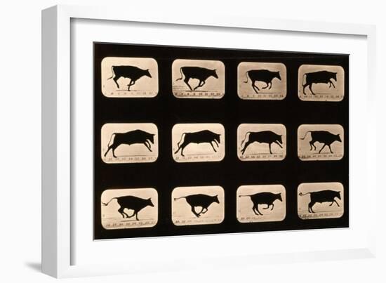 Bull, Running, Irregular from 'Animal Locomotion' Series, C.1881-Eadweard Muybridge-Framed Giclee Print