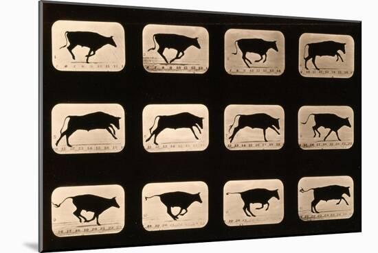 Bull, Running, Irregular from 'Animal Locomotion' Series, C.1881-Eadweard Muybridge-Mounted Giclee Print