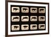 Bull, Running, Irregular from 'Animal Locomotion' Series, C.1881-Eadweard Muybridge-Framed Giclee Print