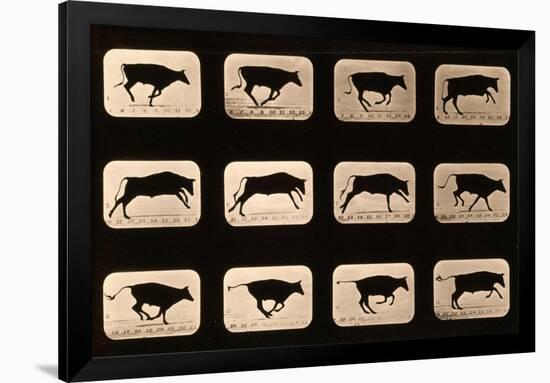 Bull, Running, Irregular from 'Animal Locomotion' Series, C.1881-Eadweard Muybridge-Framed Giclee Print