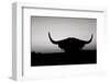 Bull Set BW Crop-Nathan Larson-Framed Photographic Print