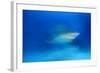 Bull Shark (Carcharhinus Leucas) Playa Del Carmen, Caribbean Sea, Mexico, January-Claudio Contreras-Framed Photographic Print