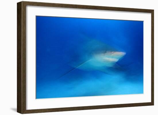 Bull Shark (Carcharhinus Leucas) Playa Del Carmen, Caribbean Sea, Mexico, January-Claudio Contreras-Framed Photographic Print