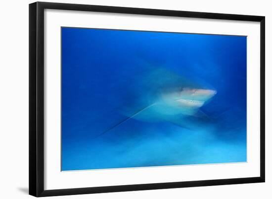 Bull Shark (Carcharhinus Leucas) Playa Del Carmen, Caribbean Sea, Mexico, January-Claudio Contreras-Framed Photographic Print
