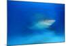 Bull Shark (Carcharhinus Leucas) Playa Del Carmen, Caribbean Sea, Mexico, January-Claudio Contreras-Mounted Photographic Print