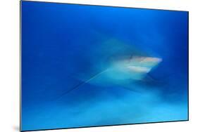 Bull Shark (Carcharhinus Leucas) Playa Del Carmen, Caribbean Sea, Mexico, January-Claudio Contreras-Mounted Photographic Print