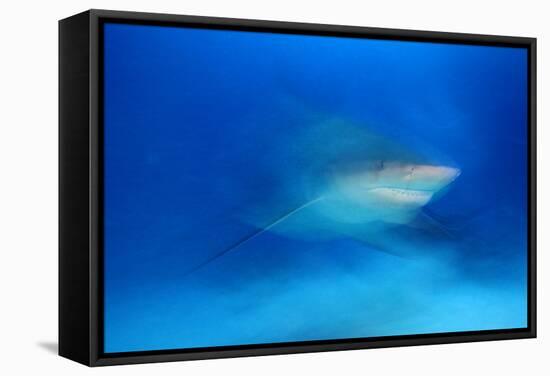 Bull Shark (Carcharhinus Leucas) Playa Del Carmen, Caribbean Sea, Mexico, January-Claudio Contreras-Framed Stretched Canvas