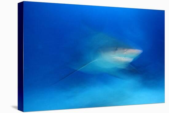 Bull Shark (Carcharhinus Leucas) Playa Del Carmen, Caribbean Sea, Mexico, January-Claudio Contreras-Stretched Canvas