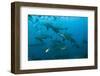 Bull Shark, Commercial Shark Feeding, Benga Lagoon, Viti Levu, Fiji-Pete Oxford-Framed Photographic Print