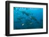 Bull Shark, Commercial Shark Feeding, Benga Lagoon, Viti Levu, Fiji-Pete Oxford-Framed Photographic Print