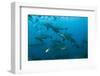 Bull Shark, Commercial Shark Feeding, Benga Lagoon, Viti Levu, Fiji-Pete Oxford-Framed Photographic Print